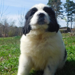 Akc Panda/Newfoundland/Female/7 Weeks,Newfoundland Panda is AKC registered. She is family raised in my home and will be well socialized. Breed for confirmation; large bone, big structure and blocky head. Father is a large brown newfoundland weighing 150lbs. Mom is a grey and white newfoundland and weighs 120lbs. Both are great loving dogs with no health issues. Your puppy will come with 3 sets of vaccines to protect for their trip. Puppy is dewormed every week. I also do a protozoan killer at 1 week of age. Puppy comes with a 2 year health guarantee. To approved homes only. Call and ask for Bethany 501-757-3377 or 501-358-3445