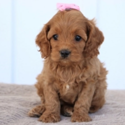 Wanda/Cockapoo/Female/5 Weeks,“I know you've been looking for the perfect puppy and I think I have all the right qualifications for the position. First, I'd like to say that I have a lifetime experience of being cute. I've been a cutie since the day I was born! My fur is unlike any other and my cute face has been known to melt a heart or two. Next, I am versatile. I am always ready for hours of play or even a day full of movies and snuggles. I also happen to be well-socialized; I'll get along with anyone who comes my way. I even have references. The person in the white coat says I am healthy and ready to go. I sure hope I get the job because I'd love to come home to you!”