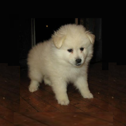 Abner/American Eskimo Dog/Male/7 Weeks,A very outgoing little guy. Loves to be cuddled but playful when he is in the mood. Raised with kids. Asking a bit less for him since he does have just a tad of an underbite. Definitely nothing that is going to hinder him thru his life. He is plump and healthy in every way. For more photos please visit www.northernlightseskimos.com