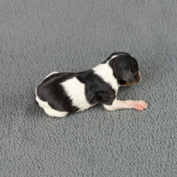 Frisky/Cavalier King Charles Spaniel/Female/0 Weeks,Puppy will be up to date on vaccines, dewormed, microchipped, an exam by a Veterinarian and have a health certificate. All puppies are raised in our home and come pre-spoiled! TAKING DEPOSITS NOW. Deposits are fully refundable for 72 hours for any reason. Go to our www.allisonhollowpuppies.com for more information.