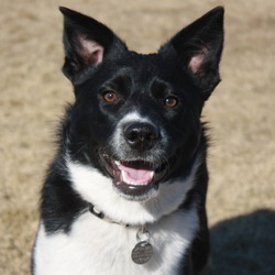 Female Border Collie is available for adoption