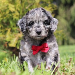 Mickey/Miniature Aussiedoodle									Puppy/Male	/7 Weeks,Mickey is an incredibly cute and loving Mini Aussiedoodle puppy with a love for adventures! He always comes running, tail wagging, to greet you with slobbery puppy kisses. He is always begging for belly rubs and scratches behind his ears, and who can say no to his cute little face? He loves following his humans everywhere, sniffing everything along the way. His bright, innocent eyes make you want to give him endless love and affection! Mama to this litter is an incredibly sweet and intelligent Australian Shepherd named Rosie. She weighs 30 lbs. Dad is a super handsome Mini Poodle named Kaspen, weighing in at 15 lbs. He also has his OFA certifications and is very eager to please. We are Canine Care Certified, a program that ensures dogs and puppies receive the highest standard of care in addition to state and federal licensing requirements. We want to hold ourselves to the highest standards and strive to give each puppy we raise a solid foundation of socialization and love, equipping them to take on the world with confidence. Each of our puppies will arrive with a complete vet exam already done, microchipped, current on vaccines and dewormer, and our one year genetic health guarantee is included. We require a $200 non-refundable deposit to reserve this baby. Please call Irma to learn more about this adorable little one. (We are available Monday through Saturday)