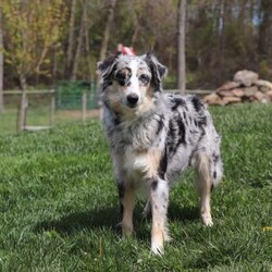 Mickey/Miniature Aussiedoodle									Puppy/Male	/7 Weeks,Mickey is an incredibly cute and loving Mini Aussiedoodle puppy with a love for adventures! He always comes running, tail wagging, to greet you with slobbery puppy kisses. He is always begging for belly rubs and scratches behind his ears, and who can say no to his cute little face? He loves following his humans everywhere, sniffing everything along the way. His bright, innocent eyes make you want to give him endless love and affection! Mama to this litter is an incredibly sweet and intelligent Australian Shepherd named Rosie. She weighs 30 lbs. Dad is a super handsome Mini Poodle named Kaspen, weighing in at 15 lbs. He also has his OFA certifications and is very eager to please. We are Canine Care Certified, a program that ensures dogs and puppies receive the highest standard of care in addition to state and federal licensing requirements. We want to hold ourselves to the highest standards and strive to give each puppy we raise a solid foundation of socialization and love, equipping them to take on the world with confidence. Each of our puppies will arrive with a complete vet exam already done, microchipped, current on vaccines and dewormer, and our one year genetic health guarantee is included. We require a $200 non-refundable deposit to reserve this baby. Please call Irma to learn more about this adorable little one. (We are available Monday through Saturday)