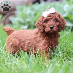 Saige/Standard Poodle									Puppy/Female	/6 Weeks,Meet Saige! Born with hair as soft as silk and the most charming of personalities, this sweet Moyen Poodle is ready to take on the world with her forever family by her side. Our little rays of sunshine are the living embodiment of the intelligence and athletic abilities that has made these  Poodles the stars that they are. Their knack for bringing smiles to the faces of everyone they meet as ensured that the pups have received endless love and attention since birth. This has allowed them to become highly socialized and very adaptable. When they join you and your family, they will have no trouble adjusting to you and your lifestyle. Mama, Zoey, is a beautiful Poodle. She is an absolute sweetheart and loves hanging out with her favorite humans. She weighs around 40 lbs. Victor is the handsome dad. He loves romping around our yard and is always down for a belly rub, he weighs 12-14 lbs. Victor is OFA certified on Eyes, Heart, LCP, and Patella. All of our puppies will arrive at their forever homes microchipped and up to date on all vaccinations and dewormer. AKC registration papers will also be included. They will have received their first vet check to ensure they are happy, healthy, and ready to join their new families. (We require a $200 deposit to reserve this baby.) Please call me anytime Monday through Saturday with any additional questions. -Irma 