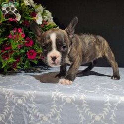 Casper/Frenchton									Puppy/Male	/6 Weeks,Meet Casper. He is a handsome Frenchton puppy. His mom is Trixie, an AKC registered French Bulldog and his dad is Flash an AKC registered Boston Terrier. Casper was raised on our 100% organic grassfed farm near Morrisville New York. He is well socialized, used to playing with children and ready for a forever home. He is vet checked and up to date on his vaccines, and dewormers. Please call us today to schedule an appointment to meet Casper and his mom Trixie and dad Flash. Call Mervin and Verna. Best time to call: Anytime Monday through Saturday. Door to door delivery available.