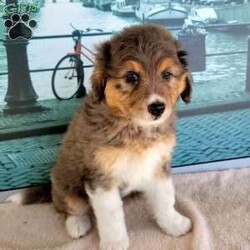 Ghost/Miniature Aussiedoodle									Puppy/Male	/8 Weeks,Meet “Ghost” the adorable blue Merle Minature Aussiedoodle, Ghost is super fun and currently being family raised on a farm with children,  making her a perfect addition to your family home! If you would like more information,  call or text the breeder today!