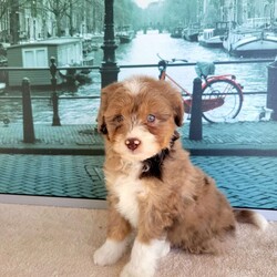 Lollipop/Miniature Aussiedoodle									Puppy/Female	/8 Weeks,Meet “Lollipop ” the adorable Chocolate Merle Miniature Aussiedoodle,  Lollipop is super friendly and currently being family raised on a farm with children,  making her a perfect addition to your family home! If you would like more information,  call or text the breeder today!
