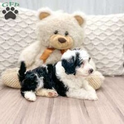 Lulu/Mini Sheepadoodle									Puppy/Female	/7 Weeks,This sweet and adorable puppy is looking for a forever family! All vaccinations and dewormings are up to date and any necessary paperwork will be provided. Raised by a large and loving family, this pup is sure to be a wonderful new companion for you! To make the transition easier, a baggie of food will also be included. Please contact anytime!