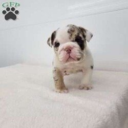 Geneva/English Bulldog									Puppy/Female	/6 Weeks,Meet Geneva! A happy puppy who is up to date with shots and dewormer, is microchipped, and is looking for a loving home! Please contact us with any questions or to come meet her!