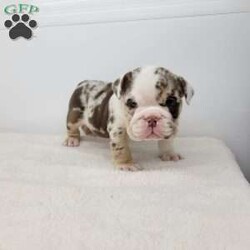 Geneva/English Bulldog									Puppy/Female	/6 Weeks,Meet Geneva! A happy puppy who is up to date with shots and dewormer, is microchipped, and is looking for a loving home! Please contact us with any questions or to come meet her!