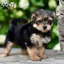Molly/Morkie / Yorktese									Puppy/Female	/8 Weeks,If you are in search of Morkie puppies for sale, look no further! Our Morkie puppies are not only adorable but also come with the assurance of being vet checked and family raised.