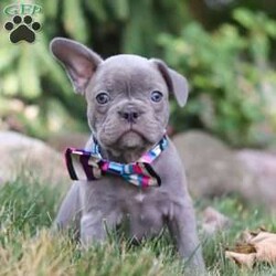 Bonnie/Frenchton									Puppy/Female	/8 Weeks,Say Hello to the cutest puppy named Bonnie! She is a sturdy little Frenchton puppy that has inherited some of the best qualities from both of her parents. Frenchtons are playful, outgoing, and love to be the center of attention. She will be sure to greet you with lots of puppy kisses and will jump all over you! With her cute little puppy-dog face you won't be able to resist her. She will be sure adapt to your family right away.