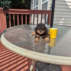 Max/Miniature Aussiedoodle									Puppy/Male	/7 Weeks,This little boy Max is raised in our home with my kids and is well socialized, friendly and playful. He has gorgeous phantom color. Dad is an AKC registered pure-bred miniature poodle and weighs 10 lbs, Mom is a mini aussiedoodle weighs 12 lbs.