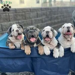 Maggie/English Bulldog									Puppy/Female	/12 Weeks,To contact the breeder about this puppy, click on the “View Breeder Info” tab above.