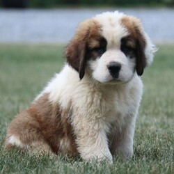 Ben/Saint Bernard Puppy/Male /9 Weeks Ben/Saint Bernard Puppy/Male /9 Weeks,Looking for help in choosing a furever St Berrnard puppy? Your search can be over! With over 16 years of experience in raising these beautiful dogs,we can help you successfully choose the puppy of your dreams today!