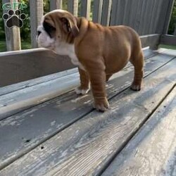 Honey/English Bulldog									Puppy/Female	/9 Weeks,Honey is a gorgeous female English Bulldog with amazing color and great structure. This girl has lots of wrinkles and an amazing out-going personality. Honey has been vet-checked and is UTD on shots and dewormer. This puppy will come with AKC papers and a 30-day health guarantee.