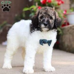 Avery/Standard Poodle									Puppy/Male	/7 Weeks,Meet Avery, our beautiful Standard Poodle with a super lively and playful personality! He comes with limit AKC registration. If you are looking for a well socialized and confident puppy, you are definitely at the right place. This little boy loves attention, and he’s also extremely alert and eager so he should catch on to things quickly. Poodles are known to make wonderful family pets, they are highly trainable and low shedding dogs. 