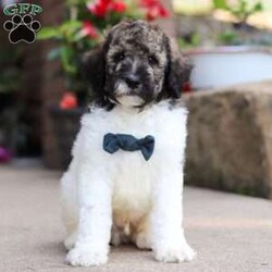 Avery/Standard Poodle									Puppy/Male	/7 Weeks,Meet Avery, our beautiful Standard Poodle with a super lively and playful personality! He comes with limit AKC registration. If you are looking for a well socialized and confident puppy, you are definitely at the right place. This little boy loves attention, and he’s also extremely alert and eager so he should catch on to things quickly. Poodles are known to make wonderful family pets, they are highly trainable and low shedding dogs. 