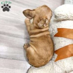 Ava/Frenchton									Puppy/Female	/7 Weeks,This sweet and adorable puppy is looking for a forever family! All vaccinations and dewormings are up to date and any necessary paperwork will be provided. Raised by a large and loving family, this pup is sure to be a wonderful new companion for you! To make the transition easier, a baggie of food will also be included. Please contact anytime!