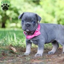 Jupiter/Frenchton									Puppy/Female	/5 Weeks,Jupiter is that one of a kind Frenchton puppy! She has been loved and doted on since day one. As a licensed veterinarian, I strive to give my dogs and puppies the best care possible. We are avid dog lovers and all our dogs are devoted members of our family. This litter has been raised in our home. Jupiter is super sweet and friendly and has that infectious happy energy that lights up any room she walks into. Her playful hops and bounces are incredibly adorable. She will always come running to greet you with many puppy kisses. Mama to this litter is named Luna. She is a very sweet and outgoing girl and a wonderful mama to her babies. She is a 3/4 French Bulldog and 1/4 Boston Terrier. Dad is a super handsome French Bulldog named Leonard. The babies are 7/8 French Bulldog and 1/8 Boston Terrier. They have the darling Frenchie looks with a small amount of Boston Terrier characteristics that compliments them perfectly. Each of our babies will arrive at their new home with a complete vet exam done, microchipped, current on vaccinations and deworming, and our one year genetic health guarantee will be included. We require a deposit to reserve this puppy. Call or text me for more information or to schedule a visit. If you are unable to visit we also offer shipping. -Dr. Joe Varga