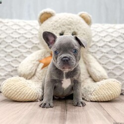 Daisy/Frenchton									Puppy/Female	/8 Weeks,This sweet and adorable puppy is looking for a forever family! All vaccinations and dewormings are up to date and any necessary paperwork will be provided. Raised by a large and loving family, this pup is sure to be a wonderful new companion for you! To make the transition easier, a baggie of food will also be included. Please contact anytime!