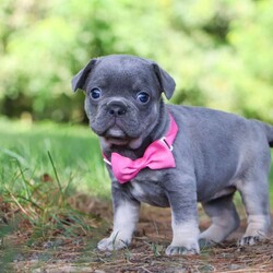 Jupiter/Frenchton									Puppy/Female	/5 Weeks,Jupiter is that one of a kind Frenchton puppy! She has been loved and doted on since day one. As a licensed veterinarian, I strive to give my dogs and puppies the best care possible. We are avid dog lovers and all our dogs are devoted members of our family. This litter has been raised in our home. Jupiter is super sweet and friendly and has that infectious happy energy that lights up any room she walks into. Her playful hops and bounces are incredibly adorable. She will always come running to greet you with many puppy kisses. Mama to this litter is named Luna. She is a very sweet and outgoing girl and a wonderful mama to her babies. She is a 3/4 French Bulldog and 1/4 Boston Terrier. Dad is a super handsome French Bulldog named Leonard. The babies are 7/8 French Bulldog and 1/8 Boston Terrier. They have the darling Frenchie looks with a small amount of Boston Terrier characteristics that compliments them perfectly. Each of our babies will arrive at their new home with a complete vet exam done, microchipped, current on vaccinations and deworming, and our one year genetic health guarantee will be included. We require a deposit to reserve this puppy. Call or text me for more information or to schedule a visit. If you are unable to visit we also offer shipping. -Dr. Joe Varga