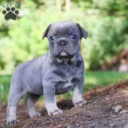 Jupiter/Frenchton									Puppy/Female	/5 Weeks,Jupiter is that one of a kind Frenchton puppy! She has been loved and doted on since day one. As a licensed veterinarian, I strive to give my dogs and puppies the best care possible. We are avid dog lovers and all our dogs are devoted members of our family. This litter has been raised in our home. Jupiter is super sweet and friendly and has that infectious happy energy that lights up any room she walks into. Her playful hops and bounces are incredibly adorable. She will always come running to greet you with many puppy kisses. Mama to this litter is named Luna. She is a very sweet and outgoing girl and a wonderful mama to her babies. She is a 3/4 French Bulldog and 1/4 Boston Terrier. Dad is a super handsome French Bulldog named Leonard. The babies are 7/8 French Bulldog and 1/8 Boston Terrier. They have the darling Frenchie looks with a small amount of Boston Terrier characteristics that compliments them perfectly. Each of our babies will arrive at their new home with a complete vet exam done, microchipped, current on vaccinations and deworming, and our one year genetic health guarantee will be included. We require a deposit to reserve this puppy. Call or text me for more information or to schedule a visit. If you are unable to visit we also offer shipping. -Dr. Joe Varga