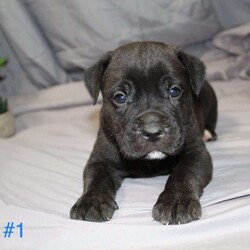 Diesel/Cane Corso Puppy/Male /9 Weeks Diesel/Cane Corso Puppy/Male /9 Weeks,Puppies are highly socialized and love greeting people! Raised around kids and many other people! Come see all their unique personalities! Ask For Recent Photos!!