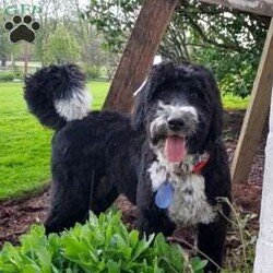 Chester/Miniature Aussiedoodle									Puppy/Male	/7 Weeks,Chester is an adorable miniature aussiedoodle puppy. His mother is a standard aussiedoodle and his father is a blue merle miniature australian sheperd. He has been vet checked, is up to date on shots and wormer and comes with a 30 day health guarantee.