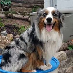Chester/Miniature Aussiedoodle									Puppy/Male	/7 Weeks,Chester is an adorable miniature aussiedoodle puppy. His mother is a standard aussiedoodle and his father is a blue merle miniature australian sheperd. He has been vet checked, is up to date on shots and wormer and comes with a 30 day health guarantee.