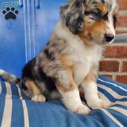 Chester/Miniature Aussiedoodle									Puppy/Male	/7 Weeks,Chester is an adorable miniature aussiedoodle puppy. His mother is a standard aussiedoodle and his father is a blue merle miniature australian sheperd. He has been vet checked, is up to date on shots and wormer and comes with a 30 day health guarantee.