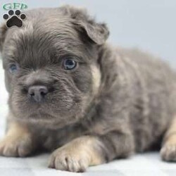 Captain/Frenchton									Puppy/Male	/5 Weeks,Blue and tan male fluffy frenchton hybrid designer puppy he is 3/4 French bulldog x 1/4 Boston terrier. We are located in Dayton Ohio you can come meet him in person or wecan make transportation arrangements and deliver to your front door step! We have been dedicated to breeding the hybrid for over a decade selectively breeding from health tested parentage and cleared for any genetic disorders. This is world class quality long hair fluffy frenchton his name is Captain he is very well socialized and eager to please! Loves to cuddle with everyone! Any serious inquiries or further interest please call or text any day of the week We will be glad to go over further details!