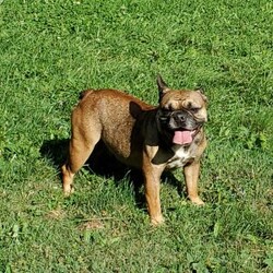 Rocky/Frenchton									Puppy/Male	/8 Weeks,Rocky is a very sweet  and friendly puppy.  He has blue eyes,  he loves to play with children  and his siblings. Please see my video below. 