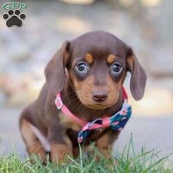 Kimber/Dachshund									Puppy/Female	/6 Weeks,Kimber is a gorgeous Mini Dachshund puppy with a super outgoing and friendly personality! To know her is to love her. She always comes running to greet you with the sweetest puppy kisses, just wiggling with excitement! She has an infectious, happy energy and a love for adventures. Anywhere you dream of going, she is ready to join you. These pups are incredibly alert and independent. Dachshunds are tiny dogs with huge personalities and these little guys are no exception 