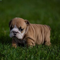 Stella/English Bulldog									Puppy/Female	/6 Weeks,Are you ready to bring some irresistible cuteness into your life? Look no further! We have a charming English Bulldog puppy searching for a loving forever home. English Bulldogs are known for their unique charm, endearing wrinkles, and delightful personalities. Don’t miss the chance to make this puppy a part of your family.