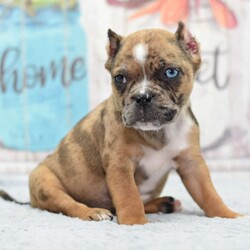 Ginger/Olde English Bulldogge									Puppy/Female	/9 Weeks,Very unique and beautiful puppy her name is Ginger she was born on September 23, 2023 and will be ready to join her family at weeks old on 11/25/2023. She is a hybrid designer cross between 1/4 Olde English Bulldogge x 3/4 French bulldog expected to be around 24 pound adult! This is a look that I have been going towards an American Bully pocket size!  We have references amd are able to deliver to your front door step anywhere in the usa! This hybrid is loving very docile and super easy to train! Their size make it perfect for today’s fast pace urban life style, you will not be disappointed call or text with any further questions!! Ginger has been vet checked healthy up to date on shots, dewormings, dewclawed, microchiped and ears cropped! She has a full length tail witch looks amazing take a look at how precious her Merle color coat and one blue eye! We can FaceTime you so you can see her on video!!!