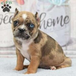 Ginger/Olde English Bulldogge									Puppy/Female	/9 Weeks,Very unique and beautiful puppy her name is Ginger she was born on September 23, 2023 and will be ready to join her family at weeks old on 11/25/2023. She is a hybrid designer cross between 1/4 Olde English Bulldogge x 3/4 French bulldog expected to be around 24 pound adult! This is a look that I have been going towards an American Bully pocket size!  We have references amd are able to deliver to your front door step anywhere in the usa! This hybrid is loving very docile and super easy to train! Their size make it perfect for today’s fast pace urban life style, you will not be disappointed call or text with any further questions!! Ginger has been vet checked healthy up to date on shots, dewormings, dewclawed, microchiped and ears cropped! She has a full length tail witch looks amazing take a look at how precious her Merle color coat and one blue eye! We can FaceTime you so you can see her on video!!!