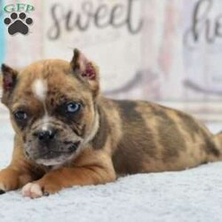 Ginger/Olde English Bulldogge									Puppy/Female	/9 Weeks,Very unique and beautiful puppy her name is Ginger she was born on September 23, 2023 and will be ready to join her family at weeks old on 11/25/2023. She is a hybrid designer cross between 1/4 Olde English Bulldogge x 3/4 French bulldog expected to be around 24 pound adult! This is a look that I have been going towards an American Bully pocket size!  We have references amd are able to deliver to your front door step anywhere in the usa! This hybrid is loving very docile and super easy to train! Their size make it perfect for today’s fast pace urban life style, you will not be disappointed call or text with any further questions!! Ginger has been vet checked healthy up to date on shots, dewormings, dewclawed, microchiped and ears cropped! She has a full length tail witch looks amazing take a look at how precious her Merle color coat and one blue eye! We can FaceTime you so you can see her on video!!!