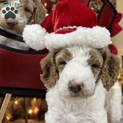 Steve Earl/Standard Poodle									Puppy/Male	/6 Weeks,Steve is a white and red parti poodle.  He is 6 weeks old and has been wormed twice and will receive his first shots next week.  He is being raised in our home and has been socialized with family.  He is ready to be AKC registered when in his forever home. He is eating kibble and still being nursed by his mother.  He will be ready for pick up after 12/8/23. 