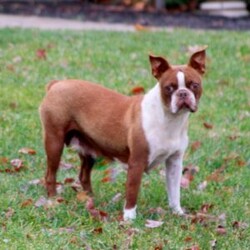 Hank/Frenchton									Puppy/Male	/8 Weeks,Say hello to Hank, an adorable Frenchton puppy! This playful little guy is family-raised with children and socialized. Also, his mother is the family pet. Hank has been vet checked and is up to date on shots & wormer, plus the breeder provides a 6-month genetic health guarantee. To learn more about this happy boy and how to make him yours, please call Warren & Linda today!