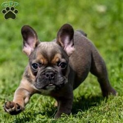 Karley/French Bulldog									Puppy/Female	/23 Weeks,Karley is a cute French Bulldog that is surely going to make a lovable pet for your family.