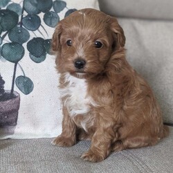 Paisley/Maltipoo									Puppy/Female	/8 Weeks,Gorgeous cute and cuddly! Her estimate adult weight will be around 8lbs. Up to date on everything , shipping is available at an additional,  call or text to reserve this sweet little one just in time for Christmas! 