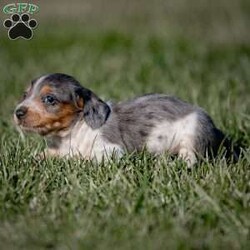 Princess/Dachshund									Puppy/Female	/4 Weeks,Welcome to our Miniature Dachshund haven, where wagging tails and boundless joy converge! If you’re on the hunt for a pint-sized partner in crime, look no further – our Mini Doxie puppies are stealing hearts and ready to charm their way into yours!