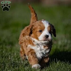 Tivalee/Cavapoo									Puppy/Male	/1049 Weeks,Our Cavapoo puppy is known for its affectionate and friendly nature. Cavapoos are a delightful mix of Cavalier King Charles Spaniel and Poodle, making them incredibly sweet, intelligent, and adaptable. This puppy is no exception, with a loving disposition that will make it the perfect addition to any household.