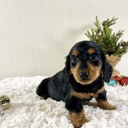 Sally/Dachshund									Puppy/Female	/8 Weeks,Sally is looking for her forever home. She is a Mini Dachshund puppy. She is up to date on all vaccinations and dewormers. She is very playful and loves to give kisses and cuddles.