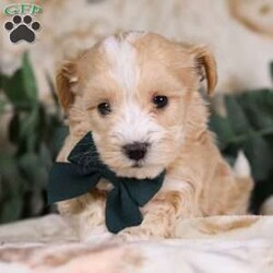 Jakobi/Coton de Tulear Mix									Puppy/Male	/7 Weeks,Jakobi is an adorable Coton-Poo baby, and he specializes in snuggle time! This sweet pup loves his people and will never leave your side. Playtime is no joke to him, and he will always find a way to make you smile with his cute puppy antics. He is a delightful mix of charm and playfulness:) Don’t miss out on the opportunity to make him yours today!