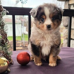 Romeo/Miniature Australian Shepherd									Puppy/Male	/8 Weeks,Hello meet Romeo, Romeo is a miniature Australian Shepherd, he will stay smaller then most miniature sized. He loves attention and is very playful and loveable. Romeo has been vet checked and is up-to-date on all his shots and dewormers. Romeo’s mom, Rhonde is a black tricolor Miniature Australian shepherd and his dad, Rocky is a Blue Merle miniature Australian shepherd. If you would like to meet Romeo or have questions call, text, or Gmail Joe Hostetler. Ground and Airship is available for an additional fee.