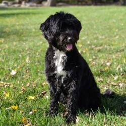 Jose/Portuguese Water Dog									Puppy/Male	/6 Weeks,Happy-go-lucky, sweet.  Loves to play with our boys; raised in our home with our family. Mother is our indoor family pet. Parents have had genetic testing done with clear results and hips evaluated with good results.
