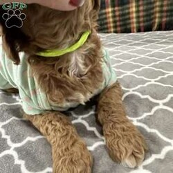 Minny Jackson/Standard Poodle									Puppy/Female	/5 Weeks,Minny is a red female standard poodle puppy. She is one of the bigger puppies in the litter.  She has a white blaze on her chest. Pretty face