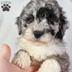 Nova/Mini Sheepadoodle									Puppy/Female	/7 Weeks,Meet Nova, she is an F1B Mini Sheepadoodle that will melt your heart with her cuteness, super sweet, loving  and personality. She is very well socialized and is played with everyday, if you are looking for a best friend or the perfect addition to your family, we would love to hear from you. She will be vet checked to ensure he is in good health and will be up to date on shots and dewormer. She will also come with a 30 day health guarantee and a 1-year genetic health guarantee. Call us today to give this little sweetheart a loving home filled with lots of hugs and cuddles! you can also visit our personal website at adorablepups.net